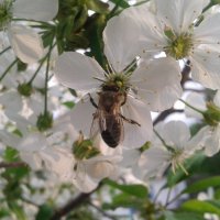 пчела на цветке :: Таня Новик