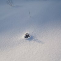 Сквозь снег :: Евгения 