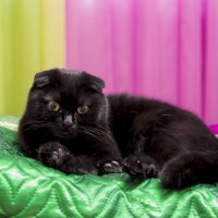 Черная кошка :: Nadin Keara