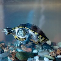 красноухая черепаха :: Полина Дюкарева