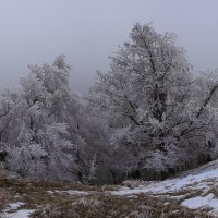 Зимний горный лес :: Михаил Баевский