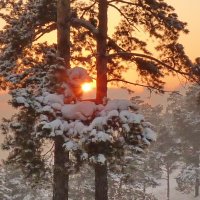 Солнце светит, но... не греет... :: Нина Штейнбреннер