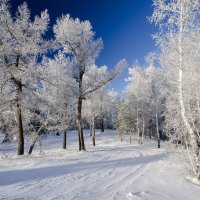 Зимняя сказка - серебряный лес! :: Сергей Адигамов