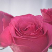 Бархатная роза :: Прусакова Дарья 