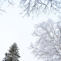 зима :: Оксана Грищенко