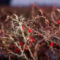Winter berry :: Дмитрий Ковалев