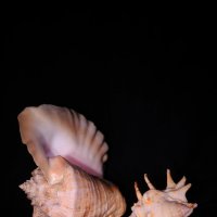 sea shells :: Vladimir Nosov