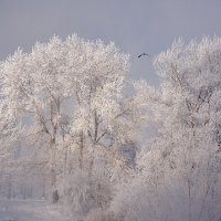 Полёт зимней птицы :: Олег Самотохин