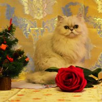 Поздравляю с Новым Годом и Рождеством! МЯУ! :: Светлана Кузина