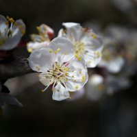 Цветок весны :: Марина Захарова