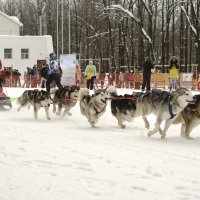 Рождественские бега на собачьих упряжках :: владимир гребенников