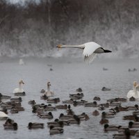 Полет :: Евгений Кузнецов