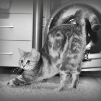 кошачья йога :: елена брюханова
