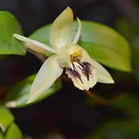 Орхидея :: Вера Карпычева