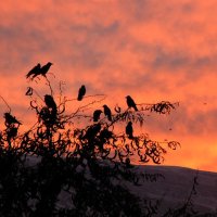 Птицы на закате :: Григорий Карамянц