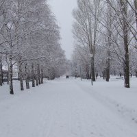 Парк зимой. :: Дмитрий Пименов 