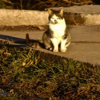 кошка гуляет сама по себе :: Павел WerwolF