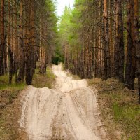 Дорога через лес :: Tutsan 