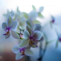 орхидея :: Максим Петренко