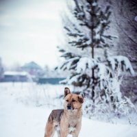 Деревенский сторож :: Юрий Крутский