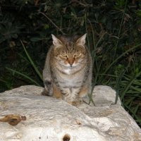 Котик на камне :: JW_overseer JW
