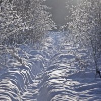 из прогулок на лыжах по лесу :: Vladislav Rogalev