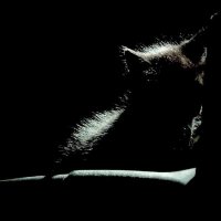 в темноте все кошки чёрные.. :: Лора из Сибири