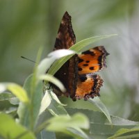 бабочка :: алексей новиков