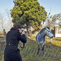 Фотографирование чубарого коня :: Андрей Черемисов