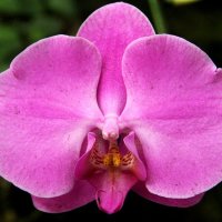 США. Вашингтон. Орхидеи в Смитсоновском Ботсаду. :: Виктория 