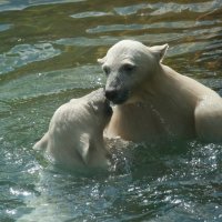 Купание белых медведей :: Вера Ульянова
