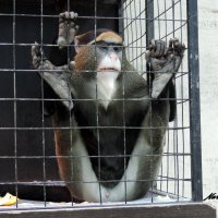 Скучающая обезьяна :: Алёна Naru-chan
