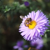 пчелка :: Виктория Дементьева