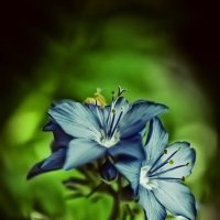 Blue flowers :: Антон Богданов