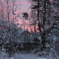 Зимний закат. :: Ирина 