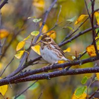 Овсянка-ремез Emberiza rustica (Pallas, 1776) :: Вячеслав 