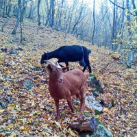 Домашние горные козы :: Наталия С-ва