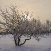 Яблоня в снегу :: Людмила Шатова