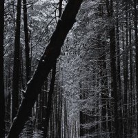 Мрачный лес :: Олеся Половникова 