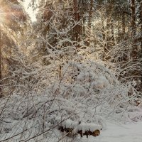 Мороз и солнце :: Юрий Бичеров