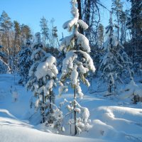 снег :: Вик Токарев
