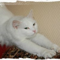 В   память о кошке Бусе :: Владимир Хатмулин