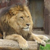 лев в зоопарке :: Karlygash Khassenova