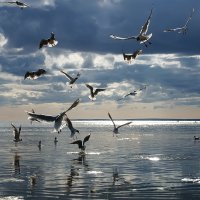 Чайки и небо :: Елена Slychainaya