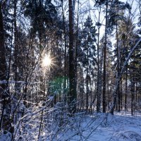 Зимний лес :: Nina Uvarova