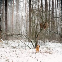 зимний лес :: Анна Бовсуновская