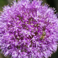 Пчела и цветок :: shurupkirov 