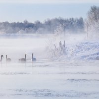 Жизнь на зимней реке :: Michail 