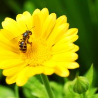 Пчелка и Календула.. :: Argo Creator