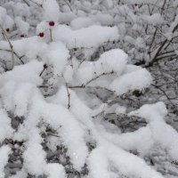 Снег на ветке :: Aleksey Litkin